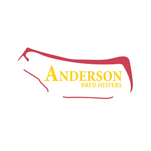 Anderson Bred Heifers