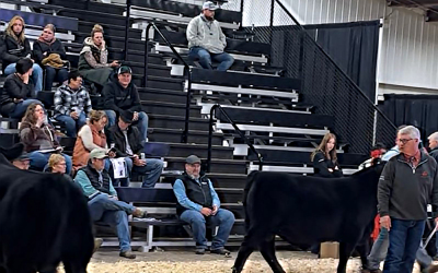 Agribition Judging in Honour of Brian Good